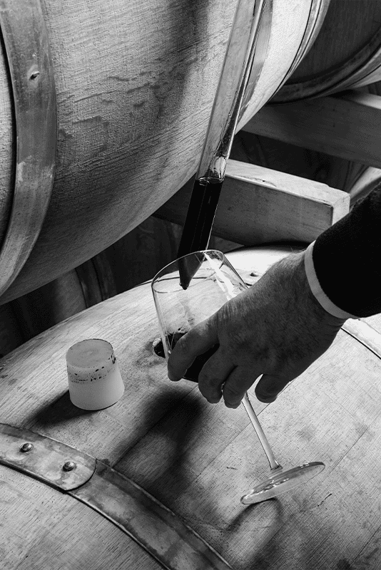 Cata de vinos en Jumilla
