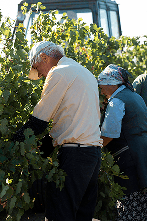 Vendimia en Jumilla, Bodegas Delampa